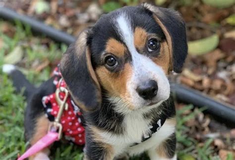 34 Bizarre Beagle Mixes - Find the Best Beagle Mix