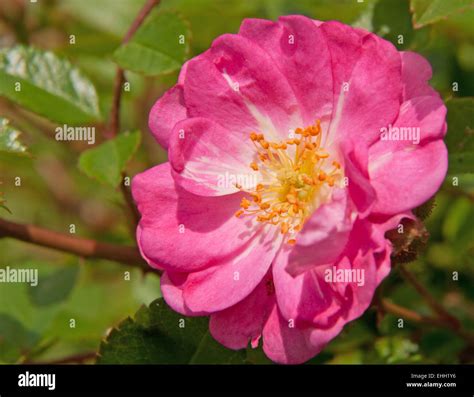 Pink polyantha rose hi-res stock photography and images - Alamy