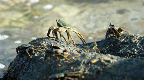 Crab on the rock at the beach, rolling waves, close up 26182486 Stock ...