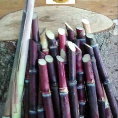 Jual Tebu Merah atau tebu Abang atau Sugar Cane Saccharum di percaya ...