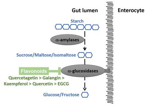 Foods | Free Full-Text | Flavonoids as Human Intestinal α-Glucosidase Inhibitors