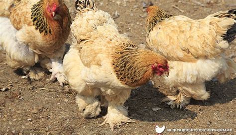 Cochin Chicken Breed Profile