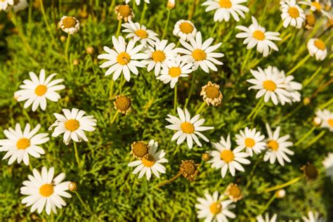 Chamomile flowers view 12843167 Stock Photo at Vecteezy