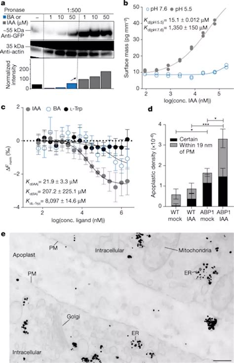 ABP1–TMK auxin perception for global phosphorylation and auxin ...