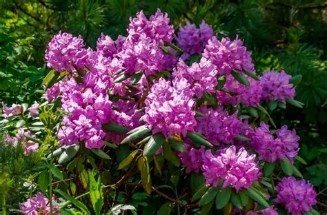 4 Of The Best Spring Flowering Shrubs | Gardening is Great