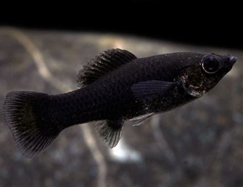 Black Fancy Molly Fish | Arizona Aquatic Gardens