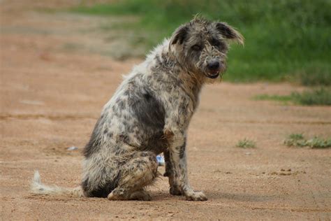 Malassezia Dermatitis in Dogs - Symptoms, Causes, Diagnosis, Treatment, Recovery, Management, Cost