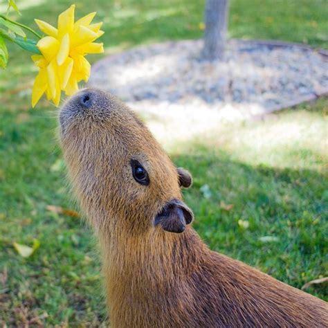 When she wanted to show the world that Capybaras truly appreciate all ...