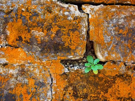 Stone Wall with Rust, Grunge Texture Stock Photo - Image of solid, pattern: 79246634