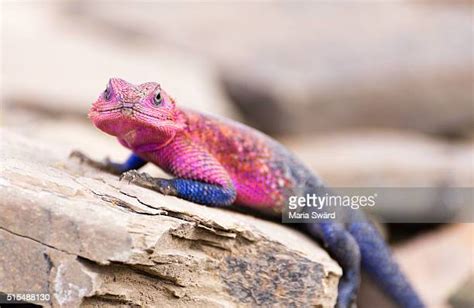 1,439 Agama Lizard Stock Photos, High-Res Pictures, and Images - Getty Images