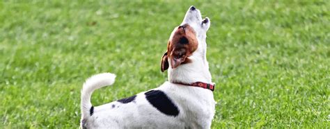 What Your Dog’s Sounds Are Telling You | Hartz