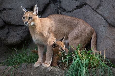 What's a caracal kitten? Cute | KVAL