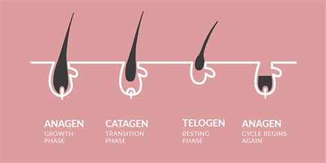 LASH GROWTH CYCLE: THE IMPORTANCE OF EXPLAINING THIS TO YOUR CLIENTS ...