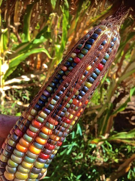 The Flint corn, a type of native species. Naturally growing colourful ...