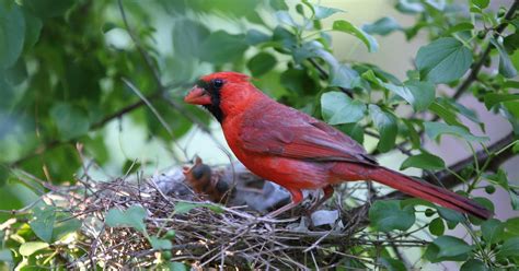 Cardinal Nesting (Behavior, Eggs, Location + FAQs) | Birdfact