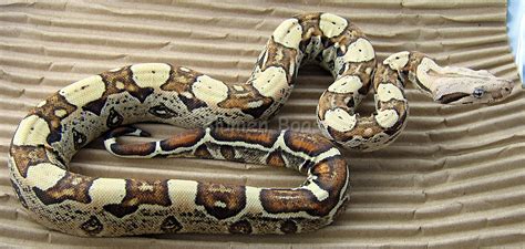 Boa Morphs - descriptions of various Boa Constrictor Morphs