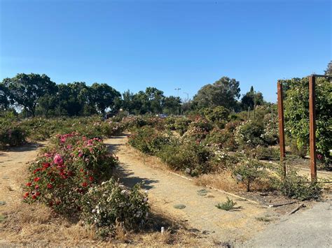 A tale of two San Jose rose gardens - San José Spotlight