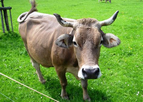 File:Glarus-Cow.jpg - Wikipedia