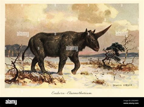 Einhorn elasmotherium hi-res stock photography and images - Alamy