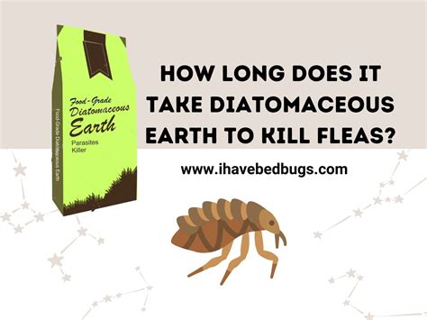 How Long Does It Take Diatomaceous Earth to Kill Fleas - Ultimate Guide