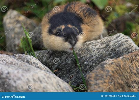 Norwegian Lemming, Jotunheimen, Norway Stock Photo - Image of looking, north: 160120640