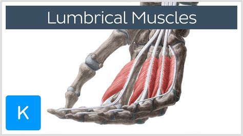 Lumbrical muscles of the Hand - Origin, Insertion & Function - Anatomy | Kenhub - YouTube