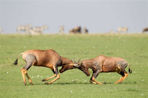 Topi antelope | Mammals, Antelope, Photo