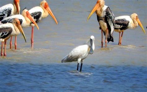 Migratory birds start arriving at Hirakud Dam Reservoir - Dynamite News