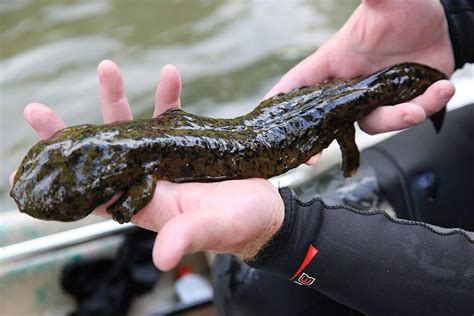 These Photos Prove the Hellbender Salamander Is the World's Greatest Animal