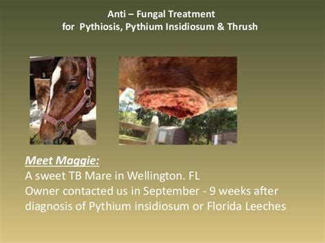 Pythiosis Treatment Before and After Results