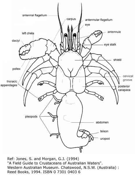 Anatomy of a land hermit crab