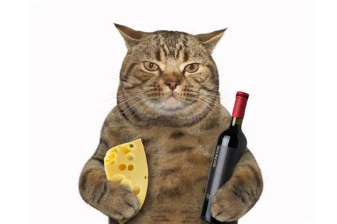 Can Cats Eat Cheese? 6 Things Cat Owners Need to Know