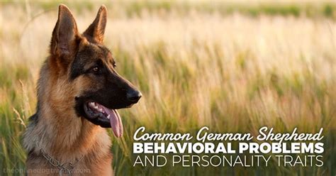 Common German Shepherd Behavioral Problems and Personality Traits