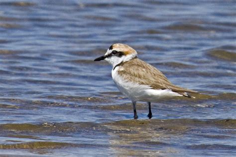 PETER'S PORTFOLIO..............Bird & Wildlife Photography: Kentish Plover, Spain 2013