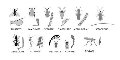 Illustration showing different types of insect antennae. | Insect anatomy, Insects, Types of insects