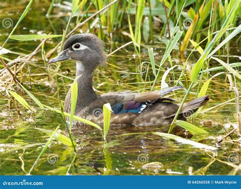 Female Wood Duck stock photo. Image of swimming, iridescent - 64266558