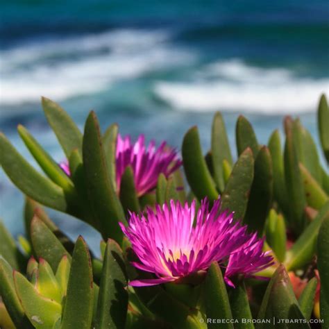 Native Pig Face Flowers (Carpobrotus rossii) (South Cape Bay, South ...