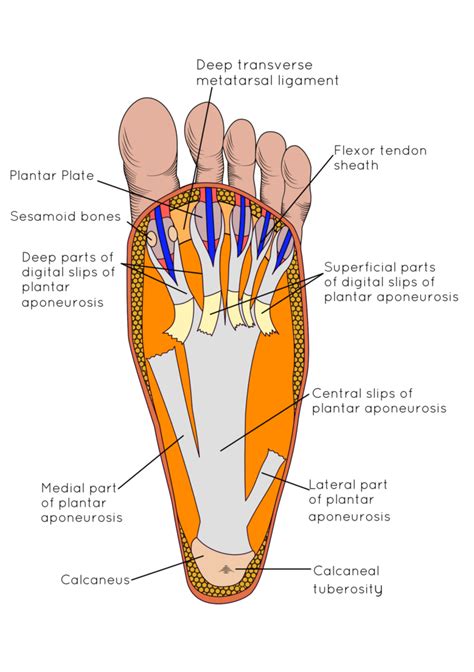 PLANTAR FASCIITIS IN RUNNERS: A PAIN IN THE HEEL! - Insoles and Orthotics - Healthy Step