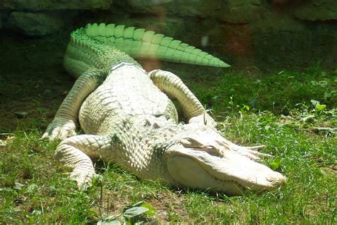 Free Albino Alligator Stock Photo - FreeImages.com