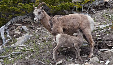 Female bighorn sheep with smaller horns are less reproductively fit: study | Folio