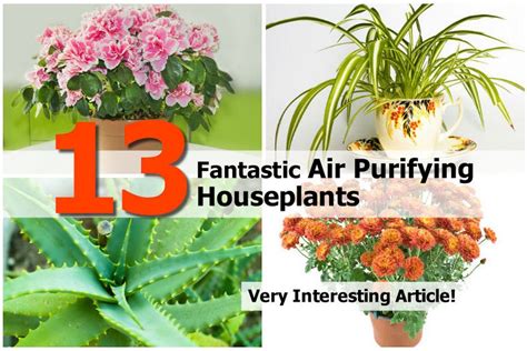 13 Fantastic Air Purifying Houseplants