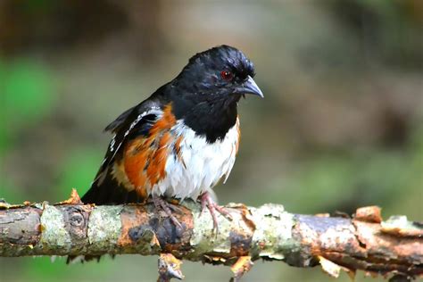 Rufous Sided Towhee Photograph by Deena Stoddard - Fine Art America