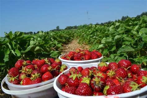 15 Places for the Best Strawberry Picking in Minnesota - Days Out On ...