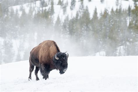 #553767 american bison desktop 2048x1363 - Rare Gallery HD Wallpapers