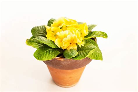 Yellow spring pansies flowers in ceramic pot isolated - Creative Commons Bilder