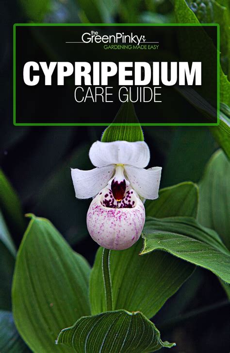 Growing Cypripedium? — Our Guide with Tips (that Work)