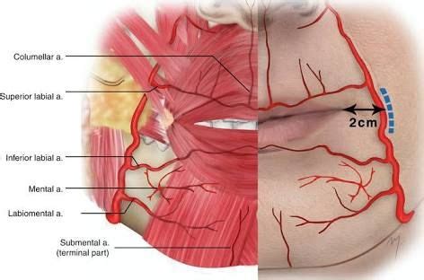 Resultado de imagem para lip vascular anatomy | Skin anatomy, Facial ...