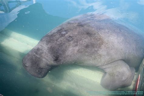 The Importance of Manatee Conservation