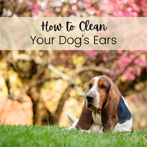 How to Clean Your Dog's Ears With Apple Cider or White Vinegar - PetHelpful