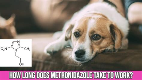 How Long Does Metronidazole Take to Stop Diarrhea in Dogs?